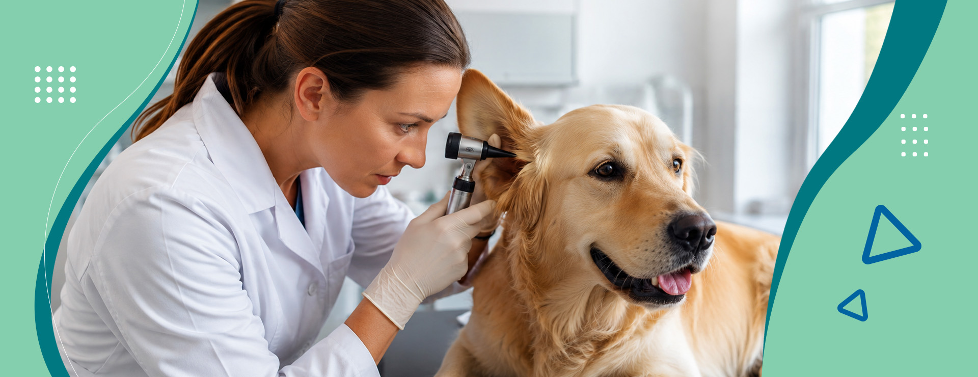 Неприятный запах из ушей у собаки: причины и лечение